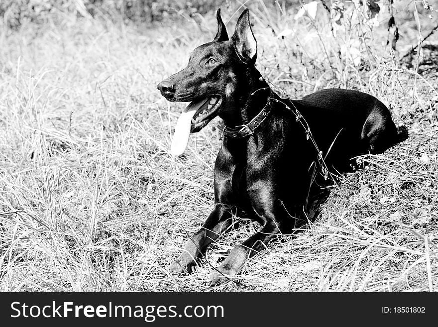 A lying doberman in a summer park