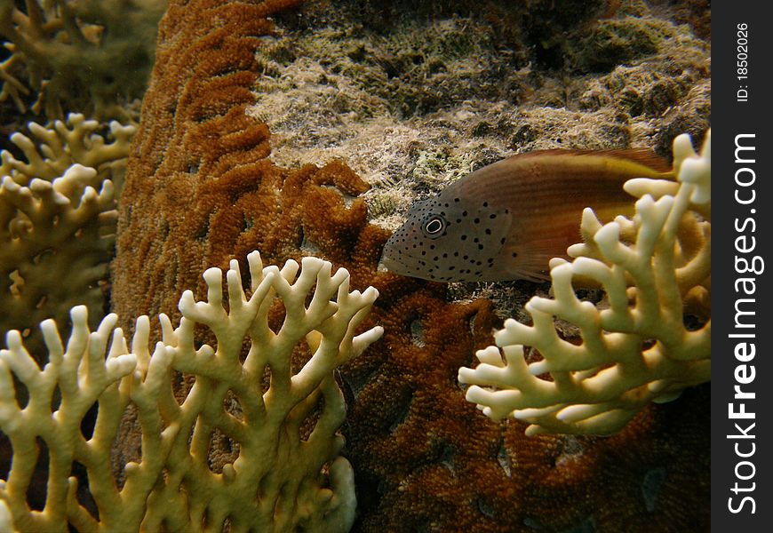 Fish between fire corals in the red sea. Fish between fire corals in the red sea