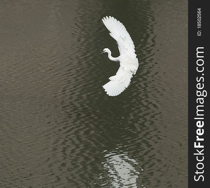 White Egret In Flight