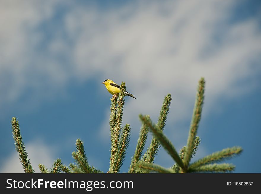 Shot of a yellow finch on top of an evergreen tree with the blue sky and some clouds as background on an autumn day. Shot of a yellow finch on top of an evergreen tree with the blue sky and some clouds as background on an autumn day.