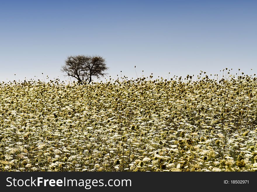 Field with wild white and yellow flowers, old tree in background. Field with wild white and yellow flowers, old tree in background