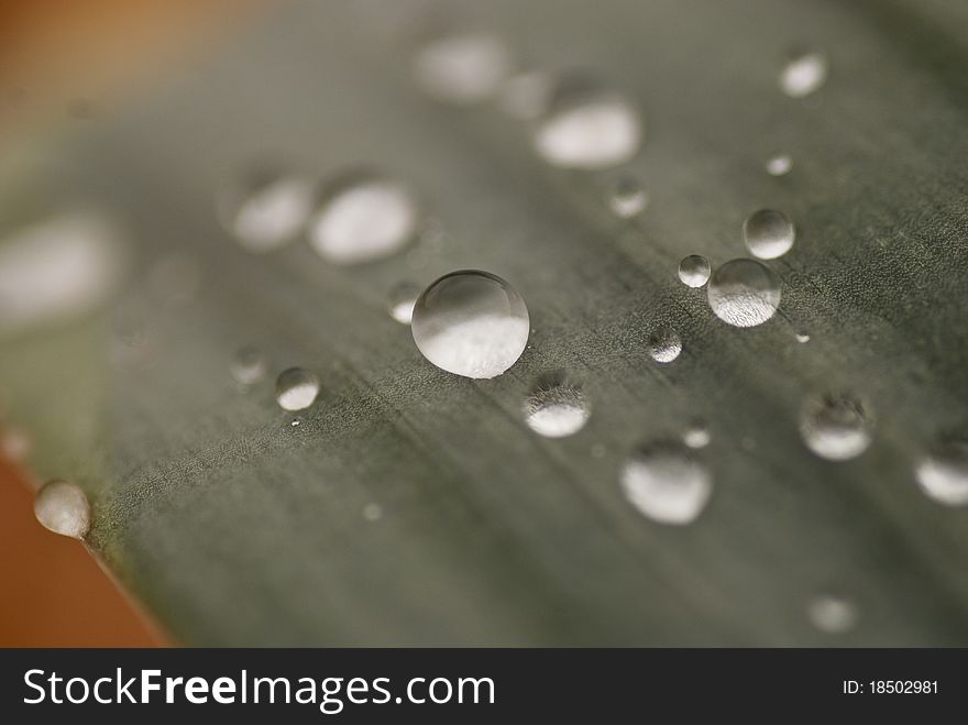 Water Drops On Flower