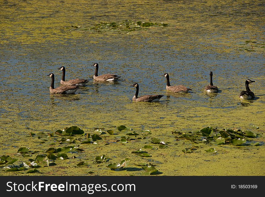 Shot of a group of geese on a lake on an autumn day. Shot of a group of geese on a lake on an autumn day.