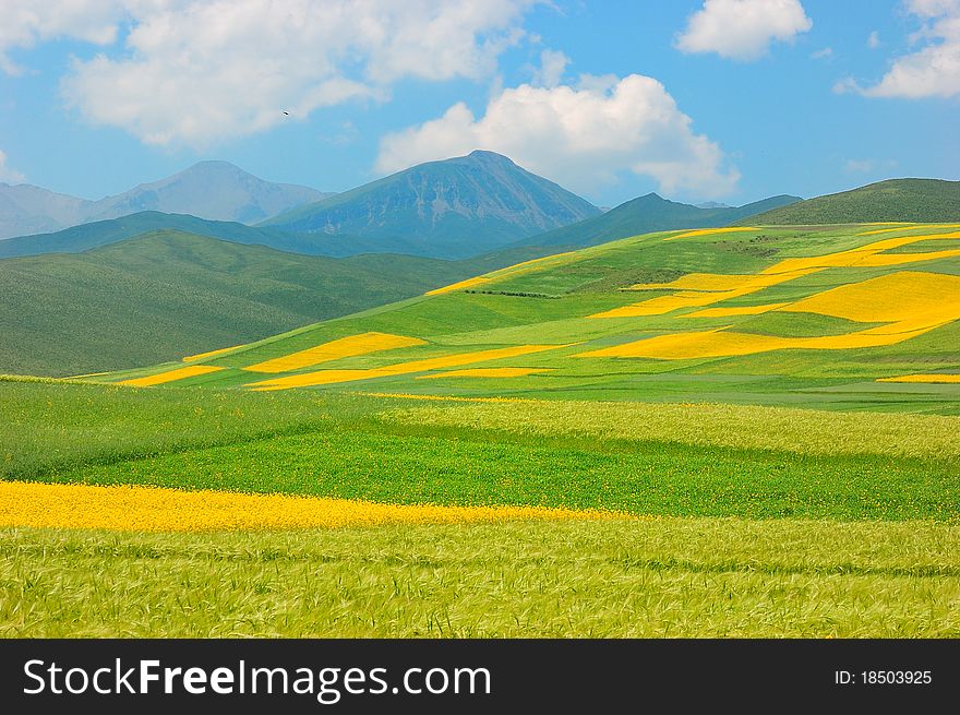 China Qinghai Flower And Field Landscape