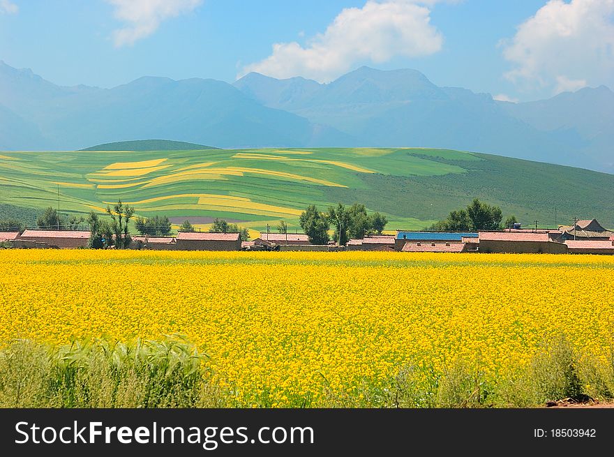 China Qinghai Flower And Field Landscape