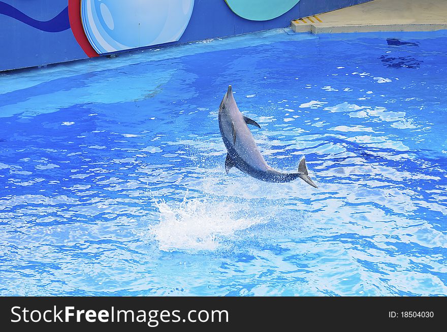 Dophin Show in the water