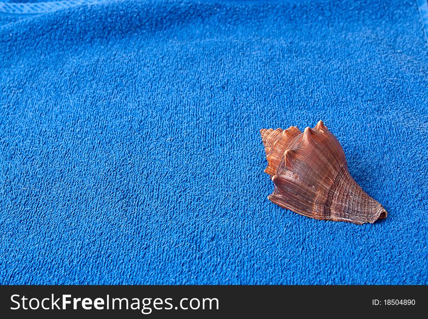 Brown seashell on a blue towel background