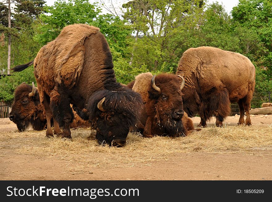 Drove of buffalos in the Prague zoo