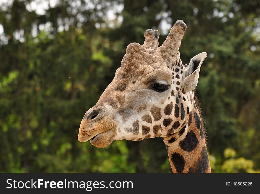 Eating giraffe in the Prague zoo. Eating giraffe in the Prague zoo