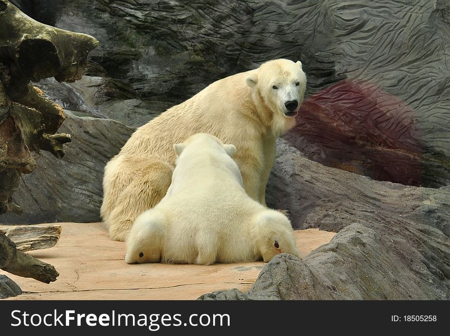 Polar bear female is feeding the young, Prague zoo. Polar bear female is feeding the young, Prague zoo