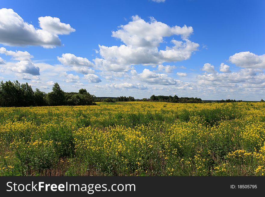 Sunny day. Yellow field. Clouds. Sunny day. Yellow field. Clouds