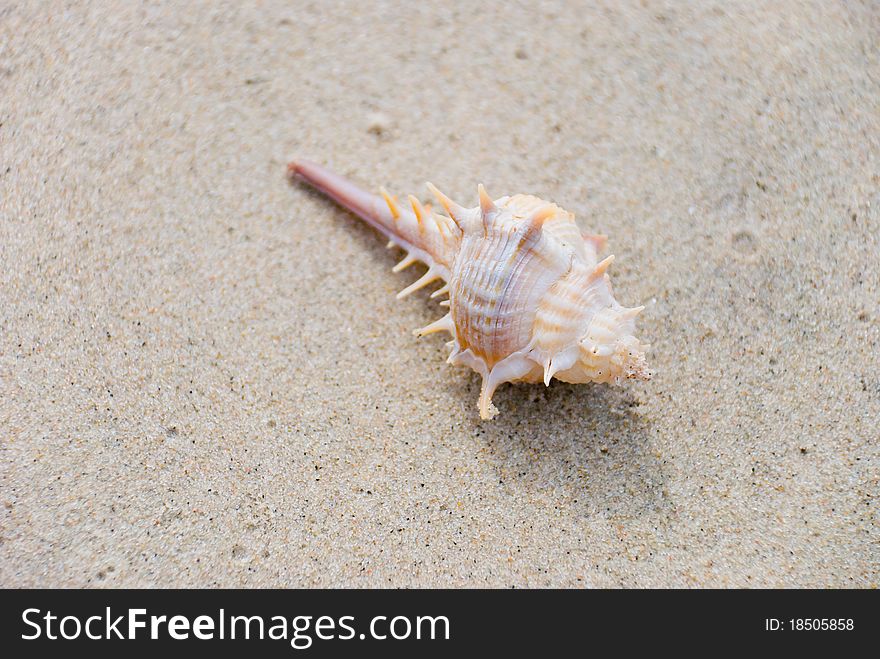 Shellfish On Sand