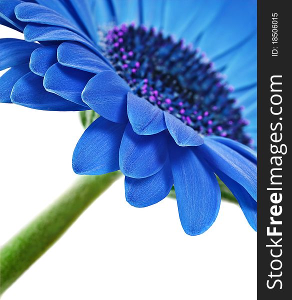 Close up abstract of one blue daisy gerbera on a white background. Close up abstract of one blue daisy gerbera on a white background