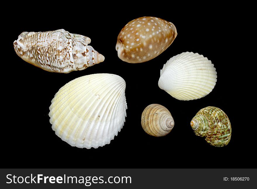 Selection of sea shells on black background