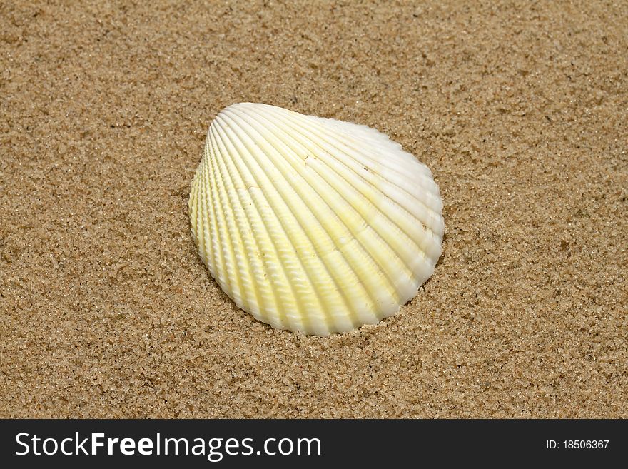 Single sea shell on golden sand background. Single sea shell on golden sand background