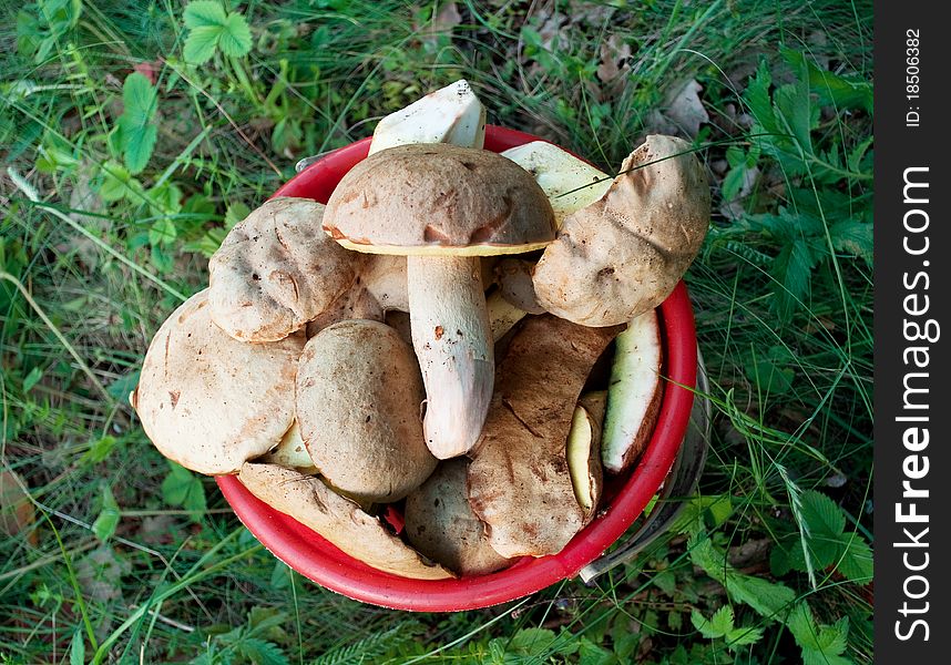 Bucket of mushrooms in the grass