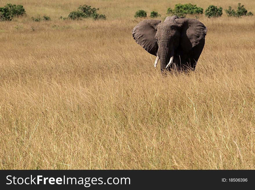 Lonely elephant wandering in savannah in Kenya.