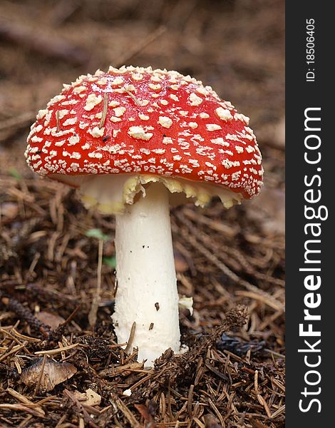 A red highly hallucinogen mushroom found in forests of central and northern Europe. A red highly hallucinogen mushroom found in forests of central and northern Europe.