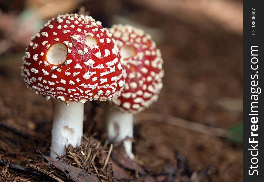 Two young red toadstools from pine forest. Two young red toadstools from pine forest.
