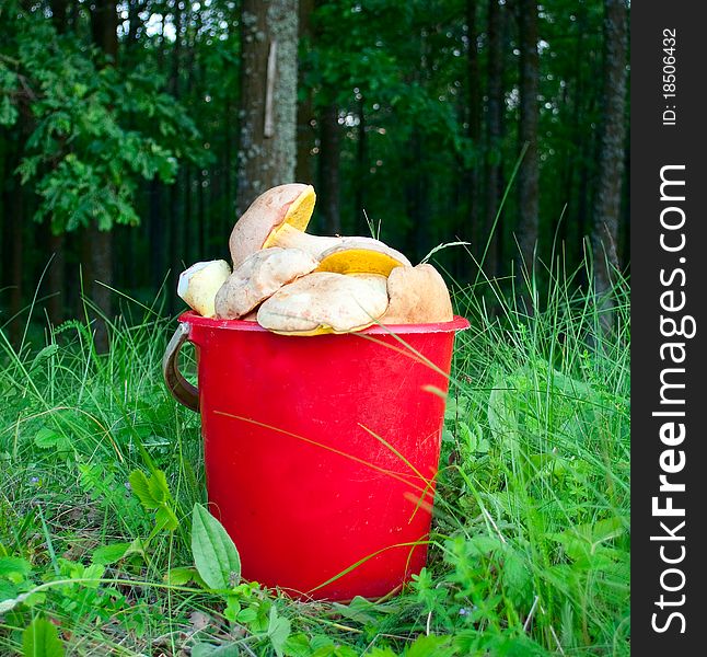 Bucket of mushrooms in the grass