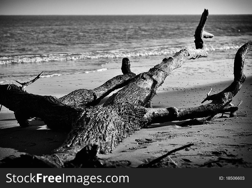 Un intero albero trascinato dalla corrente e arenato su una spiaggia. Un intero albero trascinato dalla corrente e arenato su una spiaggia.