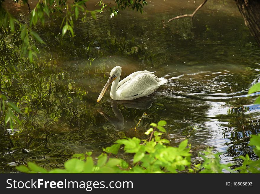 Big white pelican swim and fishing in beautiful natural pool