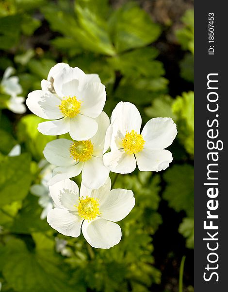Wood anemones in the background of verdant foliage