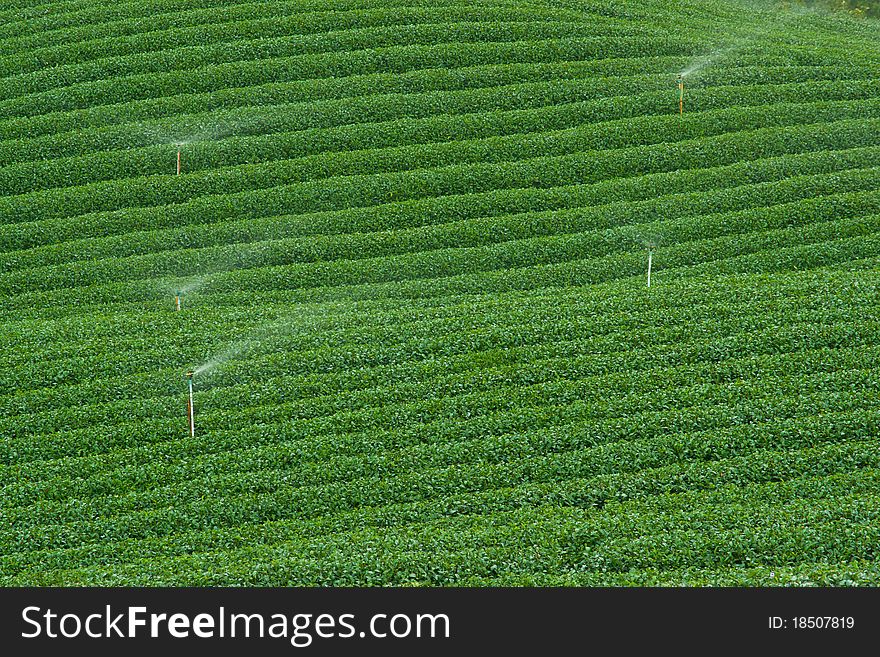 Tea plantation in Thailand, Tea Tree, Nature, Plant, Sprinklers. Tea plantation in Thailand, Tea Tree, Nature, Plant, Sprinklers