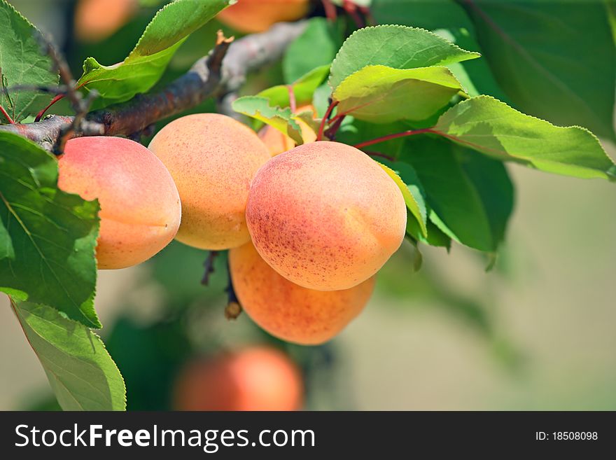 Apricots on a tree branch