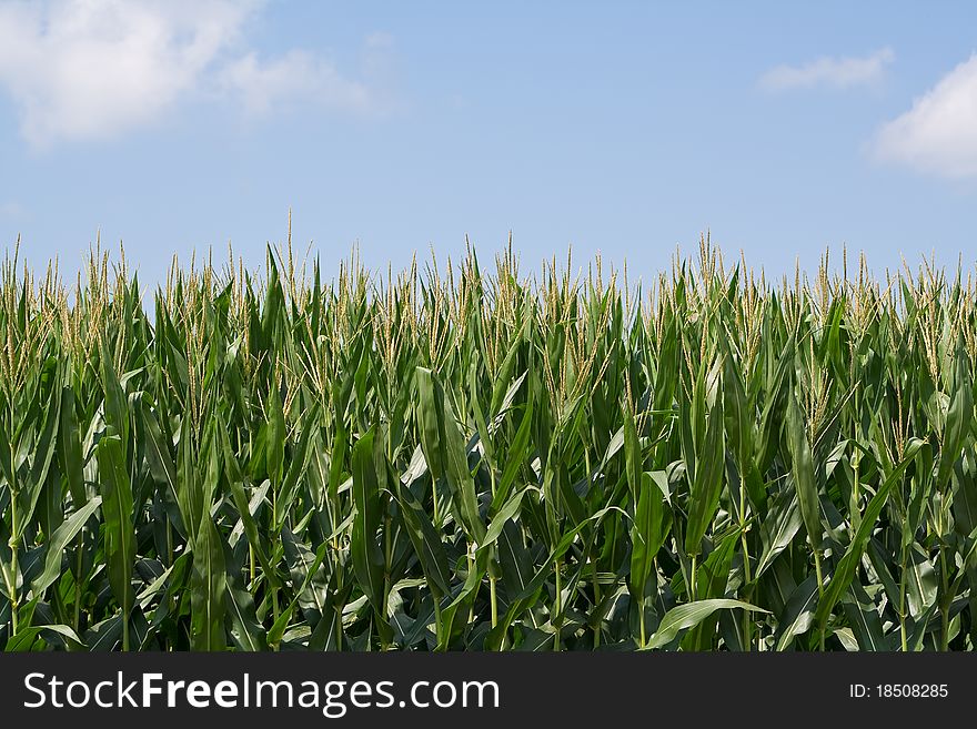 Closeup shot of a tassled-out cornfield against a blue sky. Closeup shot of a tassled-out cornfield against a blue sky