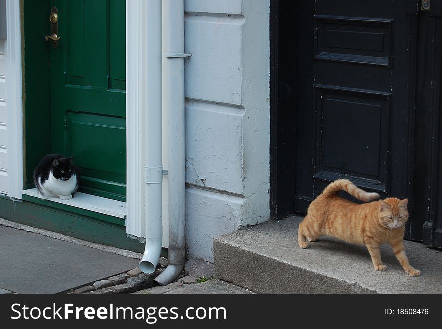 Two cats outside old buildings in Bergen, Norway. Two cats outside old buildings in Bergen, Norway