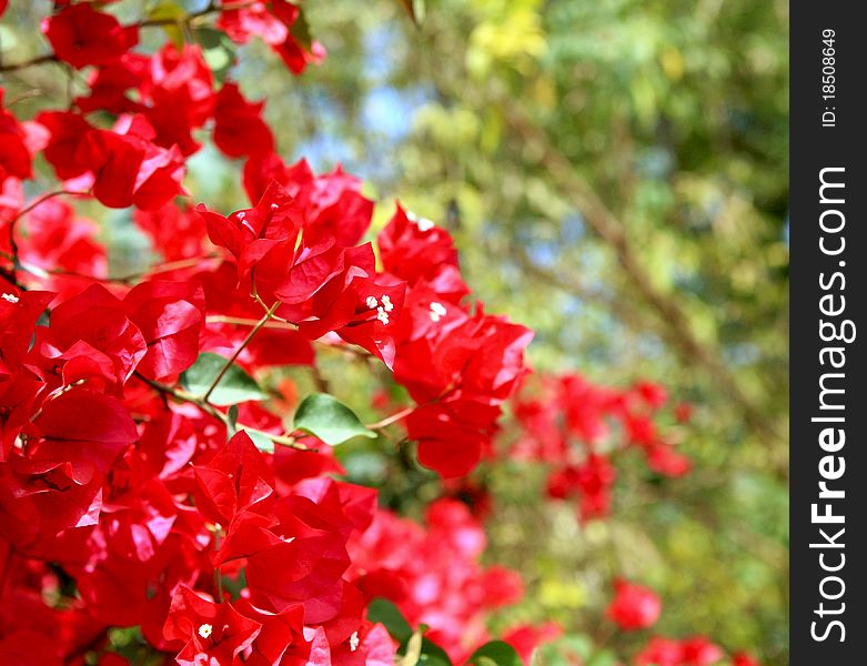 Spring Flower Background