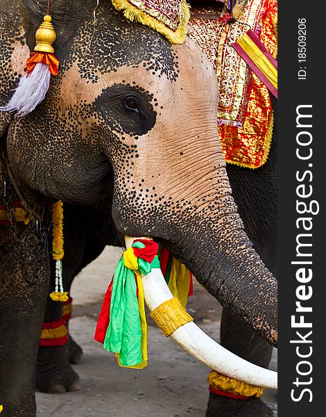 Elephant close up in lopburi of Thailand