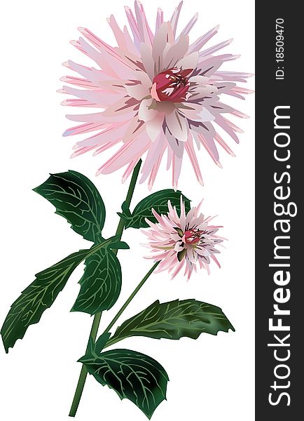 Isolated pink dahlia illustration