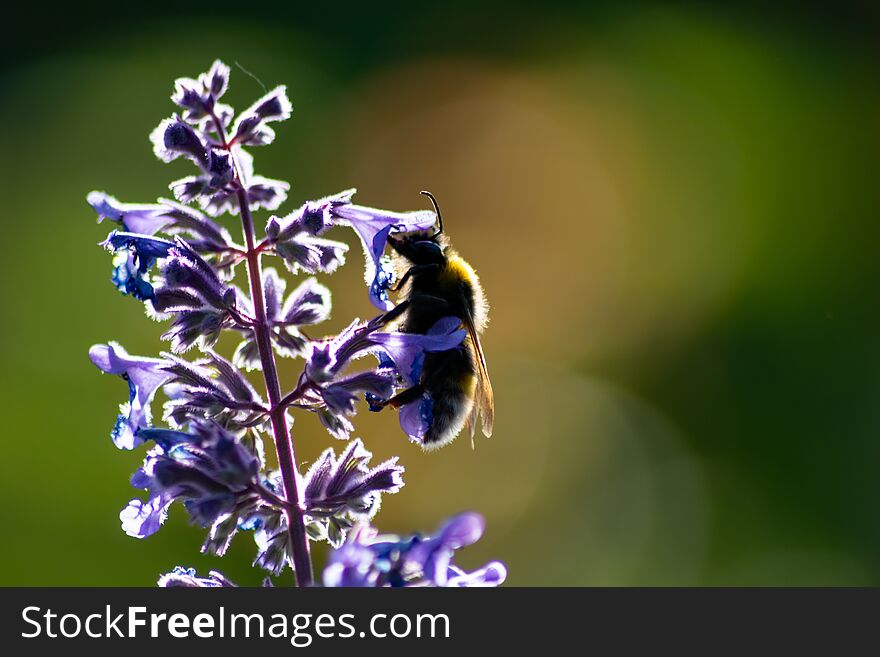 Busy Bumblebee Pollinating A Purple Blossom In Spring And Summer With Much Copy Space And A Blurred Background