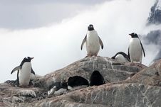 Group Of Gentoo Penguins On Rock Stock Photo Group Of Gentoo Penguins On Rock Stock Photo