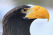 Eastern Eagle(Haliaeetus Pelagicus) Stock Photo