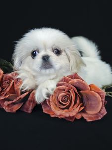 Pekingese Puppy Royalty Free Stock Images