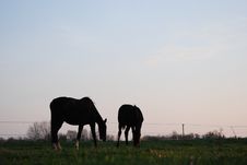 Horse Silhouette Royalty Free Stock Image