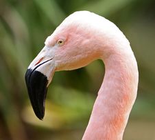 Portrait Of American Flamingo Royalty Free Stock Photography