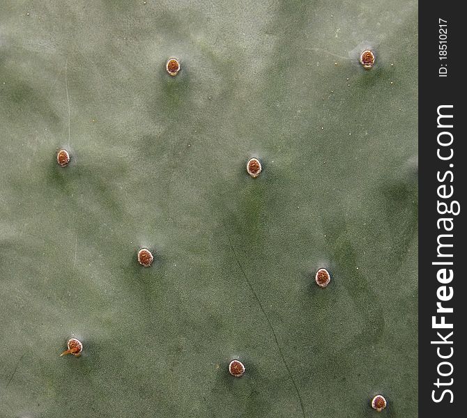 The skin of a cactus plant.