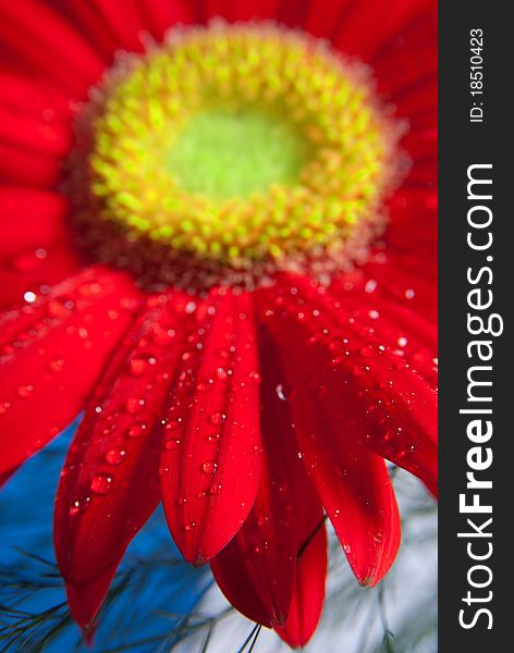 Dew on the leaves of red Gerbera. Dew on the leaves of red Gerbera