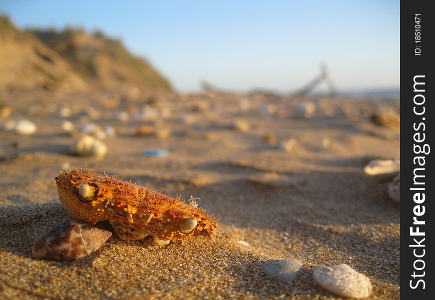 Still life with crab skull and scallop shell in beach. Still life with crab skull and scallop shell in beach