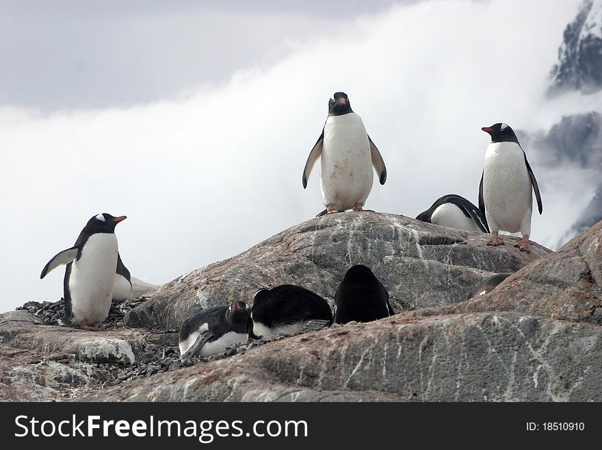 Group of gentoo penguins on the rock, Antartic peninsula. Group of gentoo penguins on the rock, Antartic peninsula