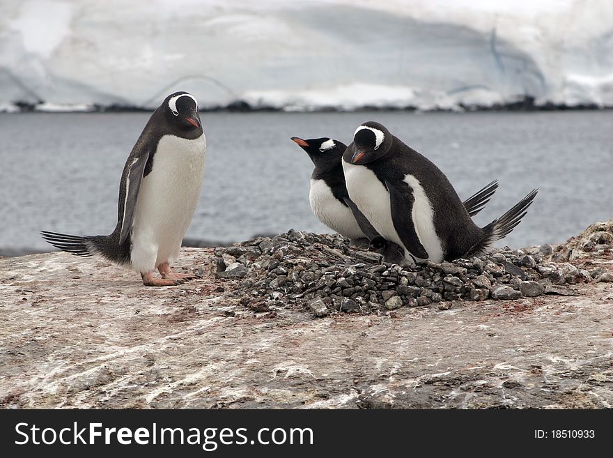 Two gentoo penguins in the nest and one looking at them. Two gentoo penguins in the nest and one looking at them