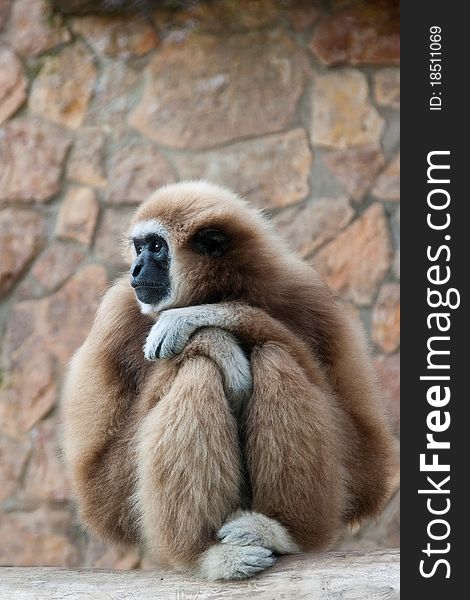 The gibbon sits having reflected