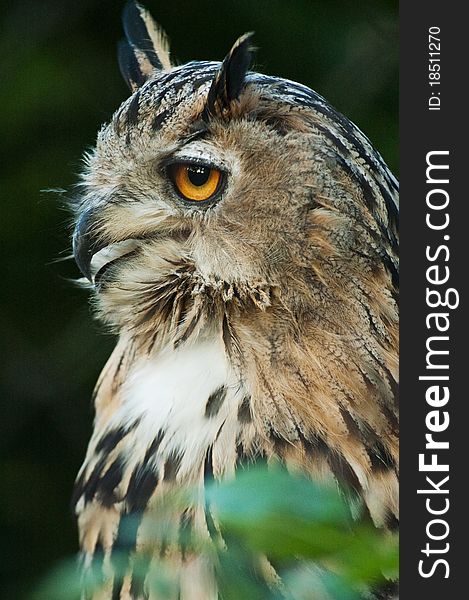 Owl closeup on a soft background