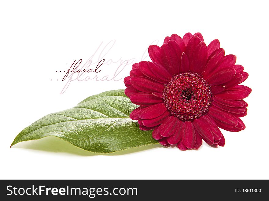 Spring time - isolated pink gerber with green leaf. Spring time - isolated pink gerber with green leaf