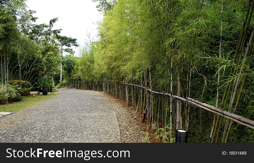 A path with dense bamboo. A path with dense bamboo
