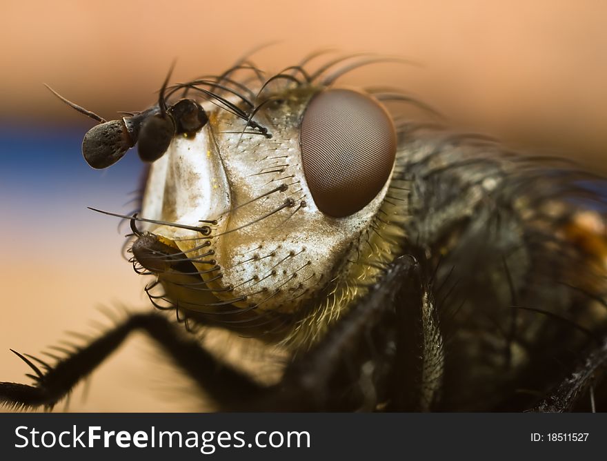 Portrait of the fly,very large increase